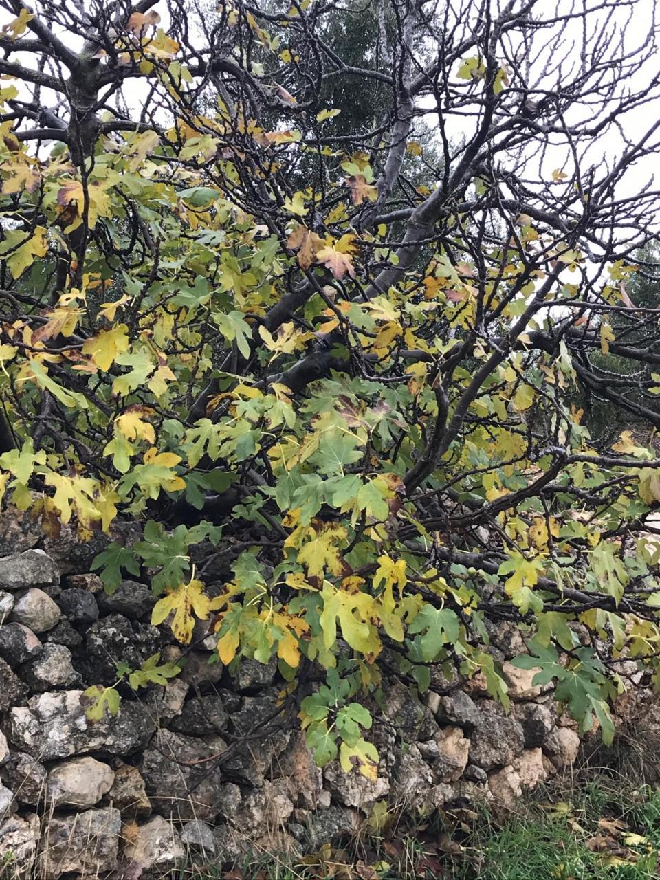 Ajloun Hotel Buitenkant foto